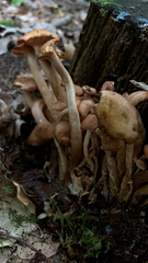 Desarmillaria tabescens