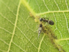 Calaphidina