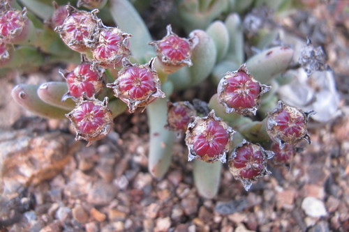 Antimima solida