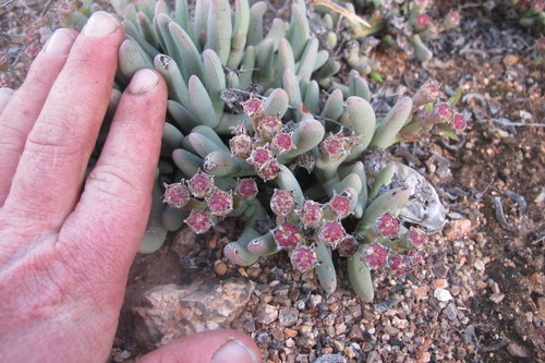 Antimima solida
