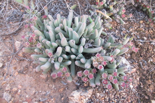 Antimima solida