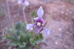 Cyanella orchidiformis