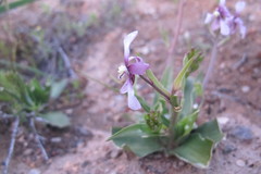 Cyanella orchidiformis