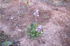 Cyanella orchidiformis