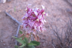 Cyanella orchidiformis