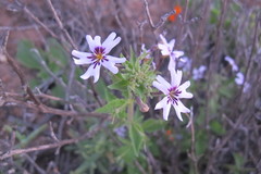 Jamesbrittenia racemosa