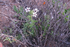 Jamesbrittenia racemosa
