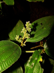 Miconia bracteata