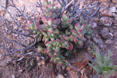 Crassula brevifolia