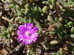 Trichodiadema rogersiae