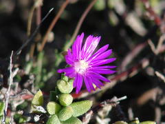 Trichodiadema rogersiae