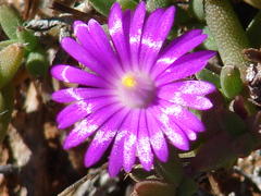 Trichodiadema rogersiae