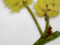 Acacia cognata