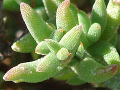 Trichodiadema rogersiae