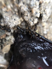 Tetramorium