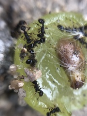 Tetramorium