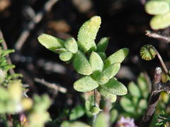 Trichodiadema rogersiae