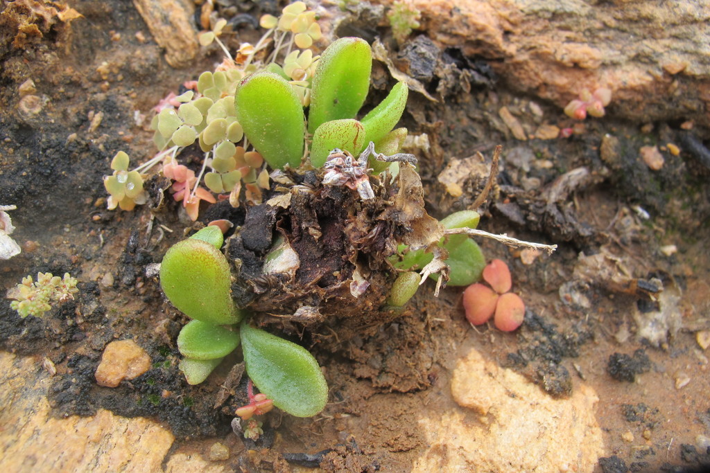Tylecodon ventricosus, West Coast DC, South Africa