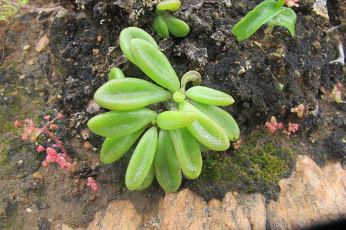 Tylecodon ventricosus