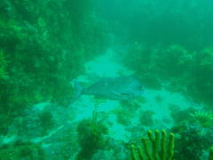 Chirodactylus grandis