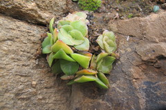 Crassula montana