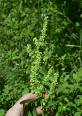 Rumex altissimus