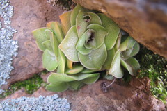 Crassula montana
