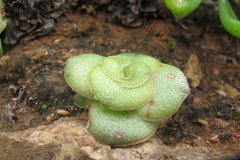 Crassula montana