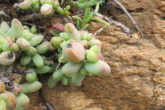 Crassula elegans