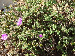 Trichodiadema rogersiae