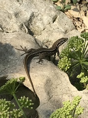 Podarcis muralis