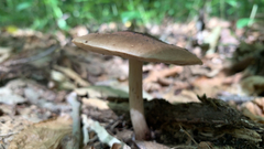 Pluteus cervinus