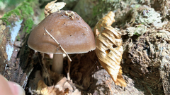 Pluteus cervinus