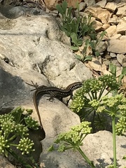 Podarcis muralis