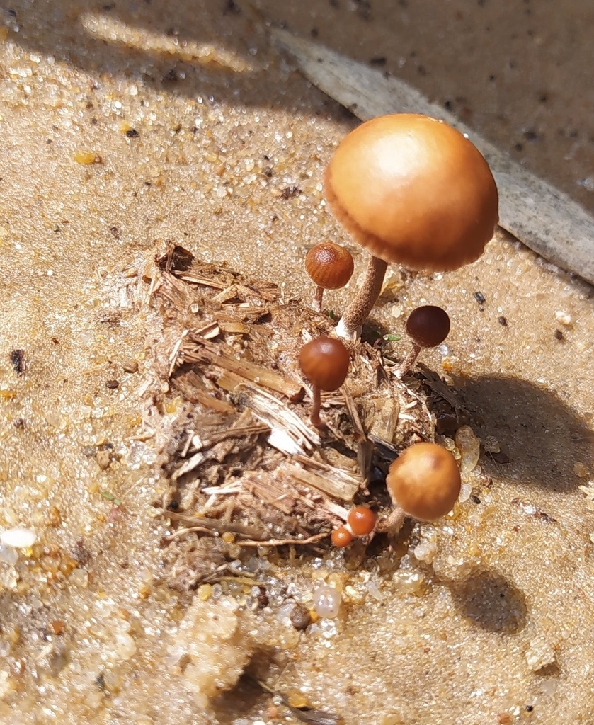 Deconica coprophila · March 2021 · photo: © seba_fornes (iNaturalist, cc-by)