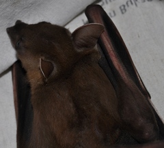 Indonesian Short-Nosed Fruit Bat photo 2