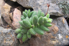Crassula hirtipes
