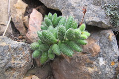 Crassula hirtipes
