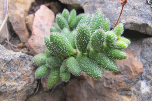 Image of Crassula hirtipes by (c) James Deacon, some rights reserved (CC BY-SA)