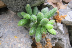 Crassula hirtipes