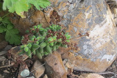 Crassula hirtipes