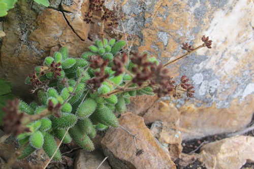 Image of Crassula hirtipes by (c) James Deacon, some rights reserved (CC BY-SA)