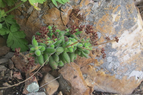 Image of Hedgehog Stonecrop (Crassula hirtipes) by (c) James Deacon, some rights reserved (CC BY-SA)