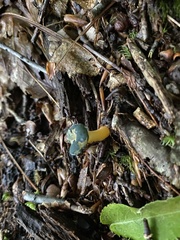 Leotia viscosa