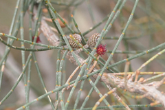 Allocasuarina huegeliana
