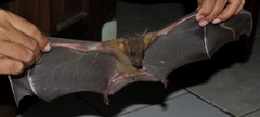 Indonesian Short-Nosed Fruit Bat photo 3