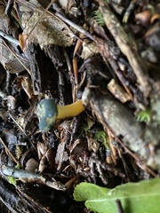 Leotia viscosa