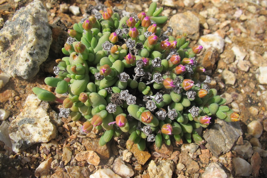 Antimima excedens, West Coast DC, South Africa