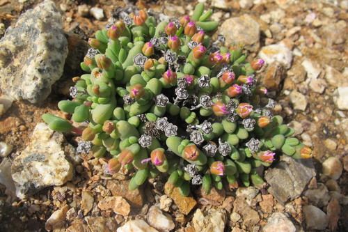 Antimima excedens