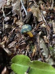 Leotia viscosa
